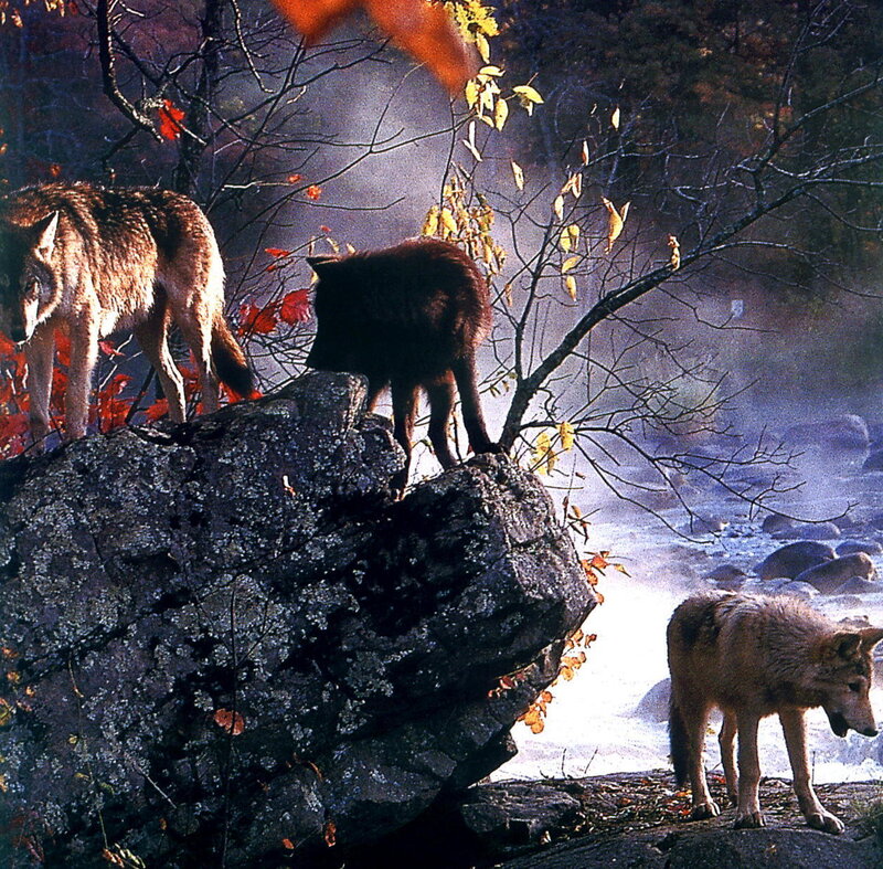 Three Wolves on Rocks