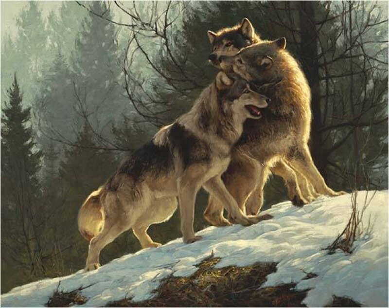 Three Wolves on Snow — White