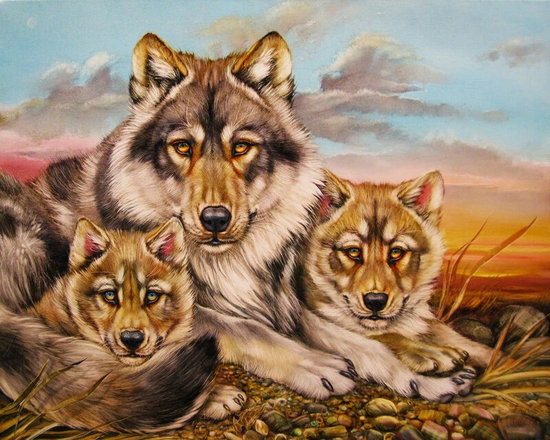 Three Wolves Resting