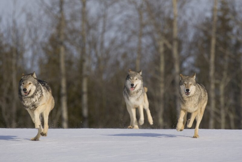 Three Wolves Running — White