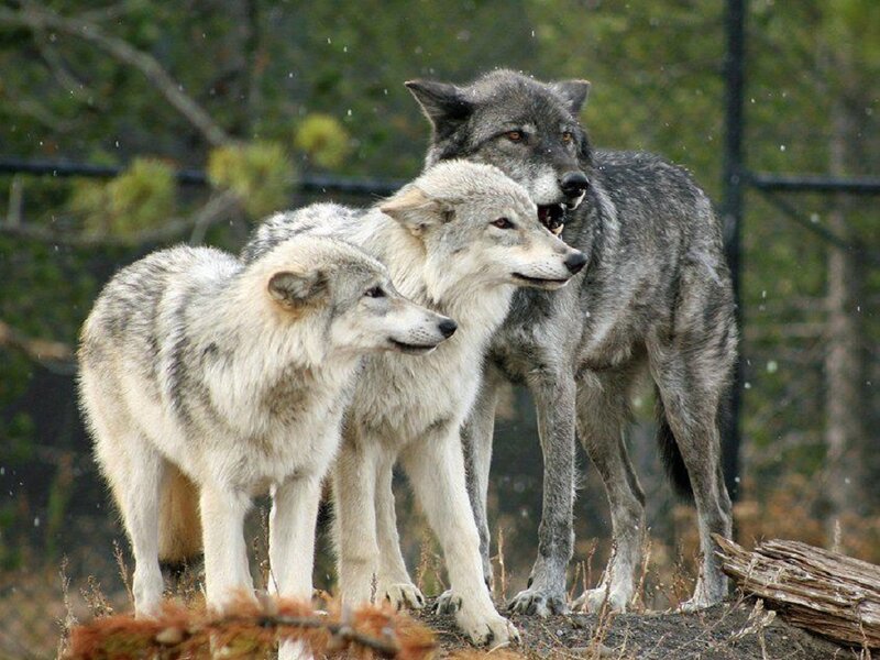 Three Wolves Standing — Gray