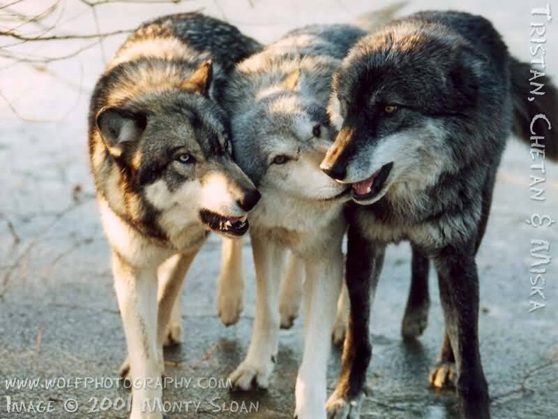 Three Wolves Standing