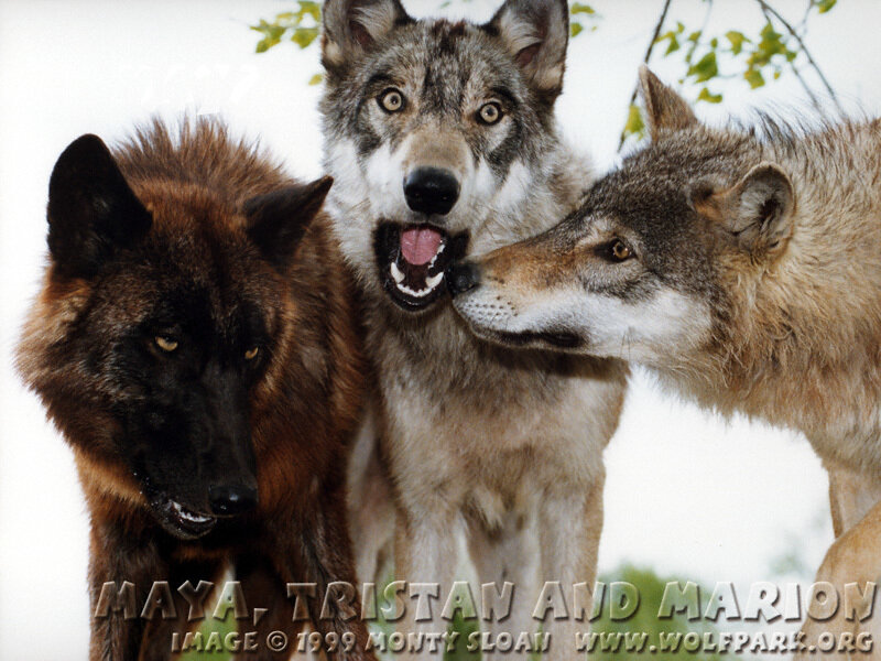 Three Wolves Together
