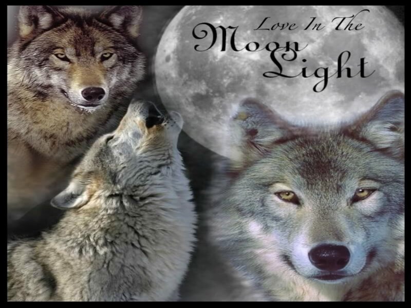 Three Wolves under Moon