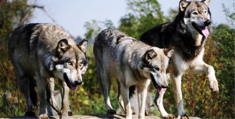 Three Wolves Walking — Gray, Natural