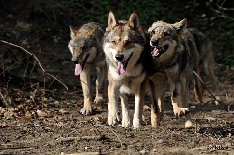 Three Wolves Walking — Gray