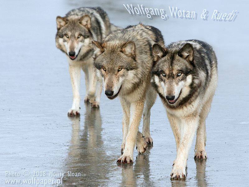 Three Wolves Walking
