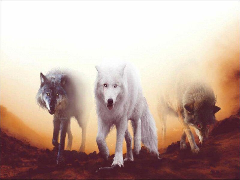 Three Wolves Walking — White