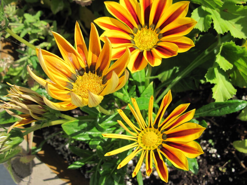 Three Yellow and Red Flowers — Bright