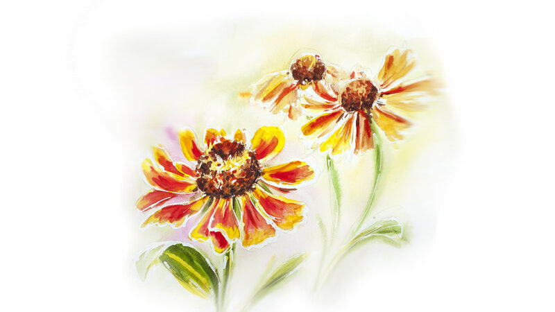 Three Yellow and Red Flowers — Serene