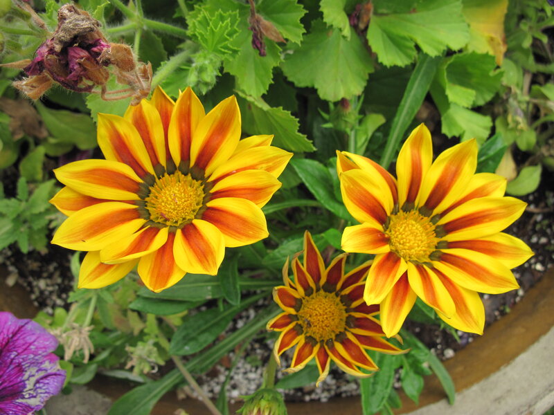 Three Yellow and Red Flowers