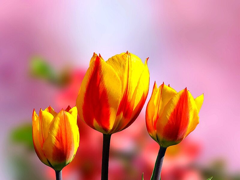 Three yellow and red tulips