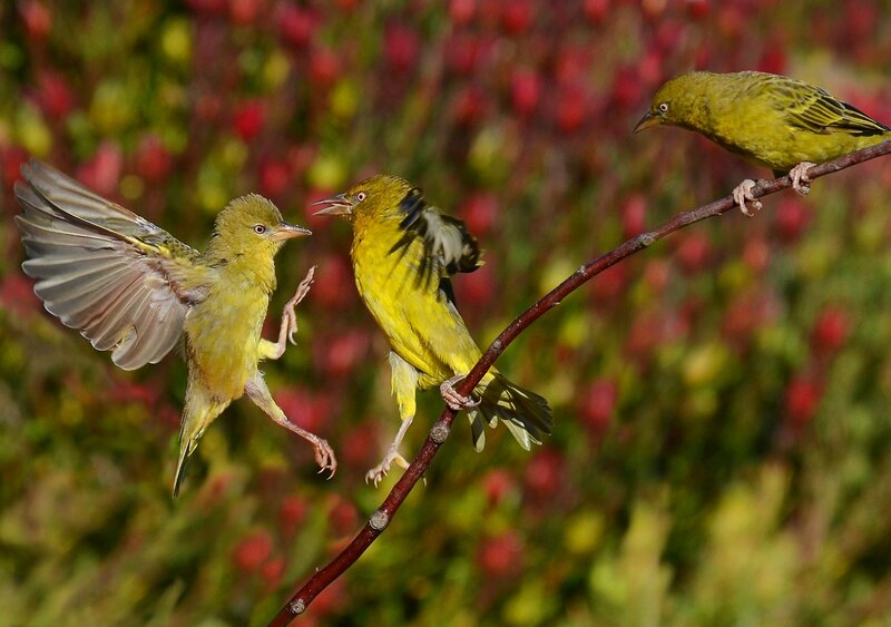 Three Yellow Birds — Active