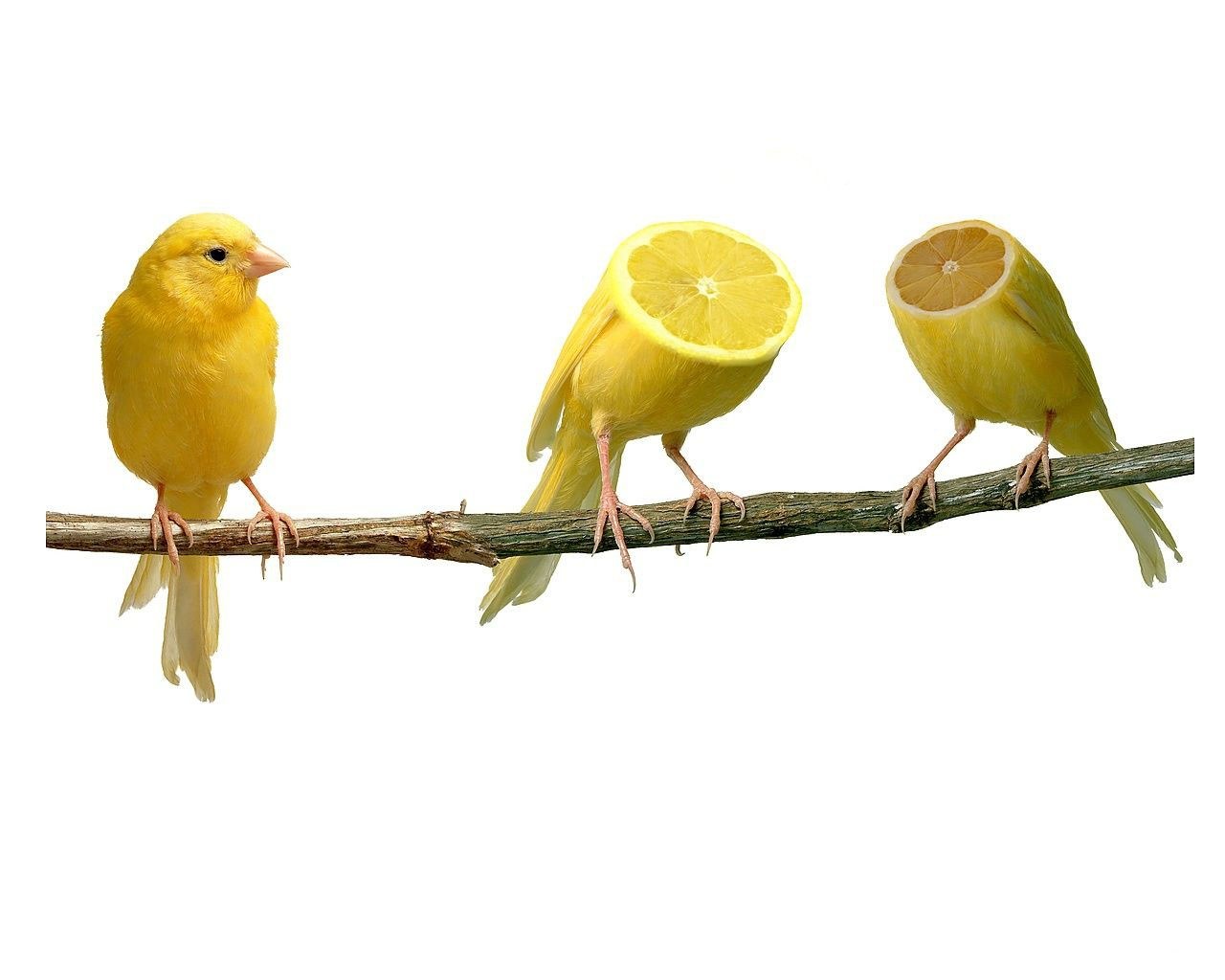 Three yellow birds on a branch