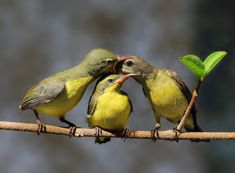 Three Yellow Birds