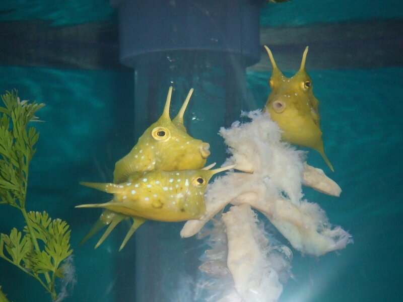 Three Yellow Boxfish