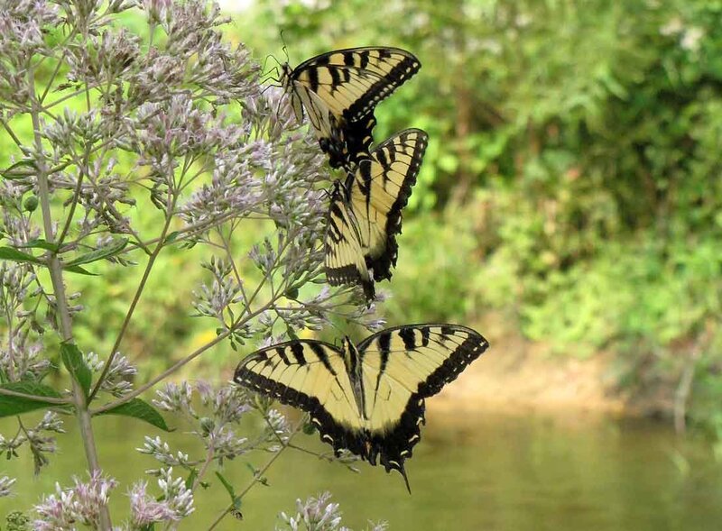 Three Yellow Butterflies