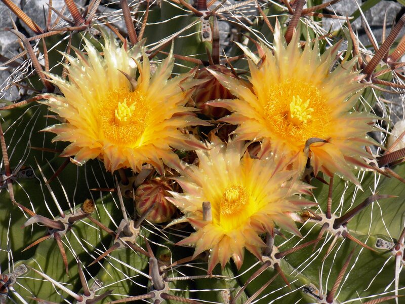 Three Yellow Cactus Flowers