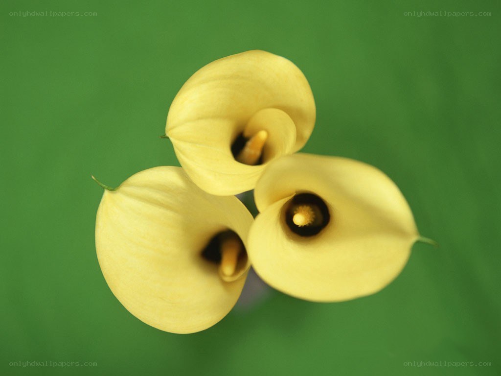 three yellow calla lilies