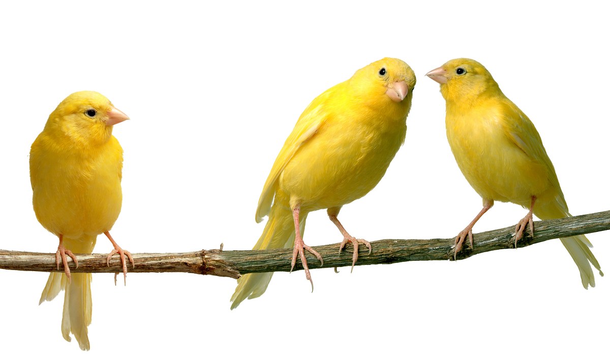 Three yellow canaries on a branch