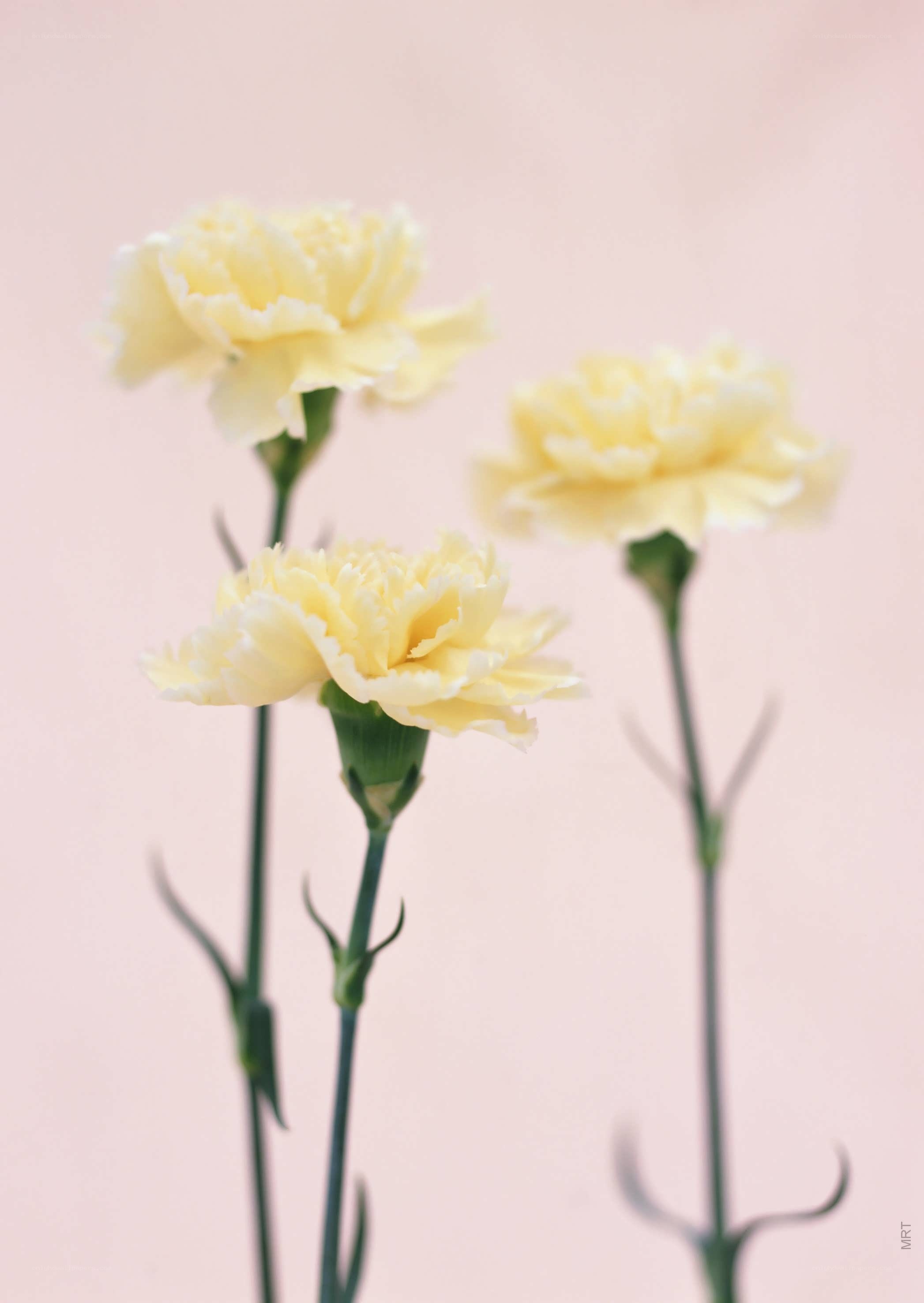 Three yellow carnations