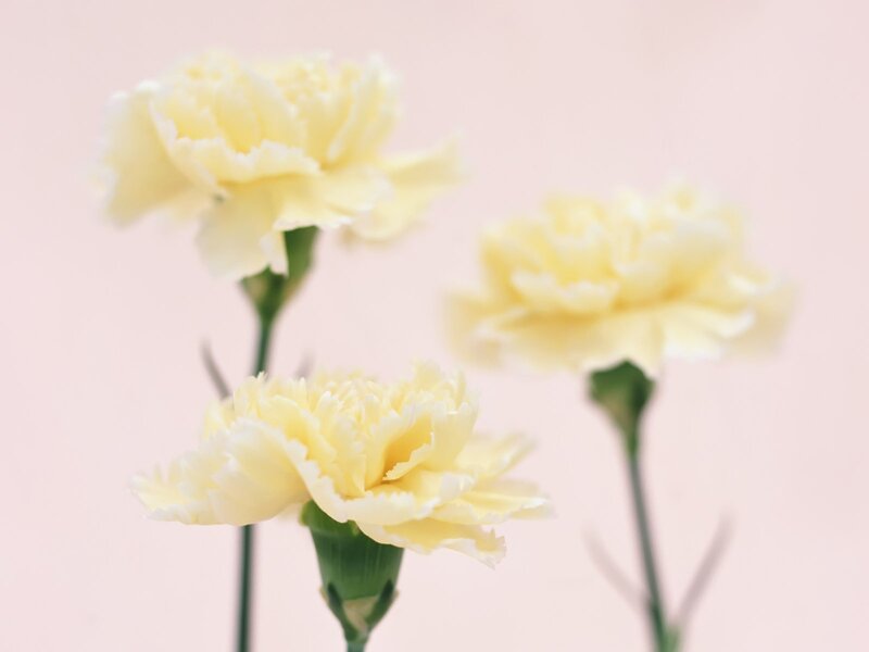 Three Yellow Carnations — Calm