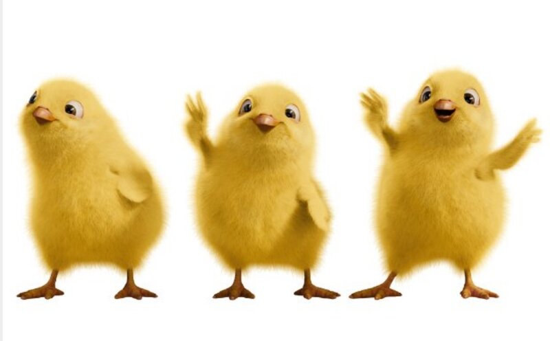 Three Yellow Chicks — Playful