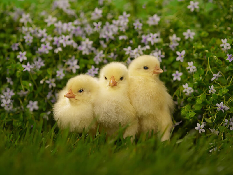 Three Yellow Chicks — Serene
