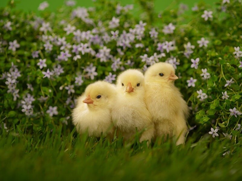 Three Yellow Chicks