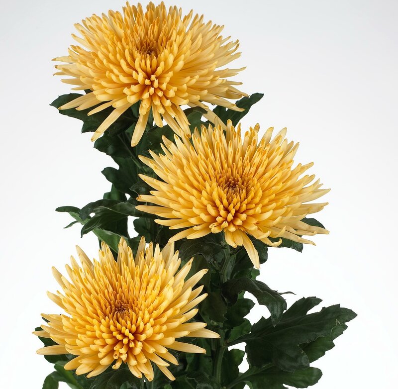 Three Yellow Chrysanthemums — Calm, Photograph