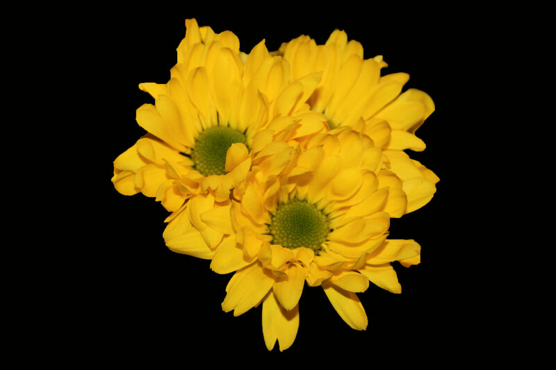 Three Yellow Chrysanthemums — Calm