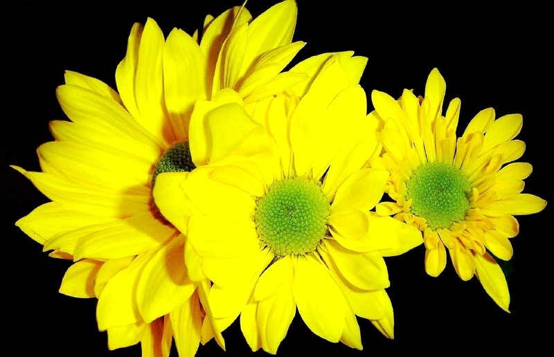 Three Yellow Chrysanthemums — Dramatic