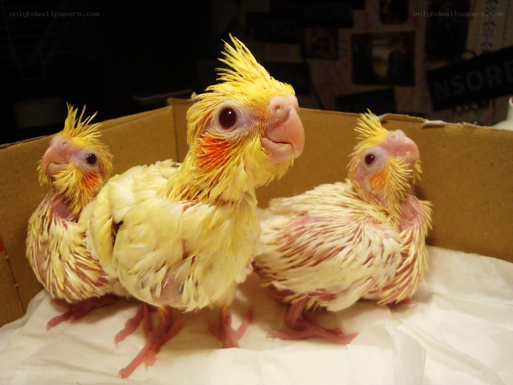 Three yellow cockatiel chicks