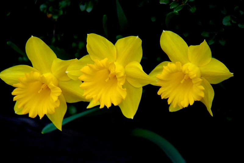 Three yellow daffodils in bloom
