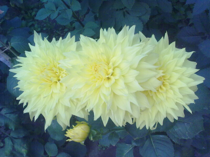 Three Yellow Dahlias