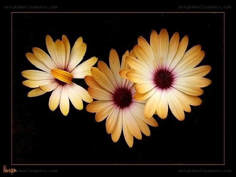 Three yellow daisies on black