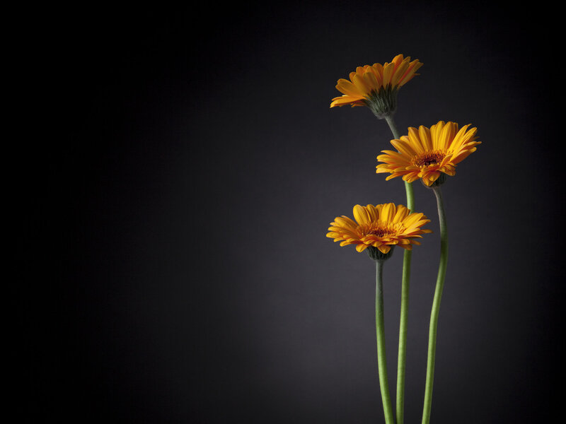 Three Yellow Daisies