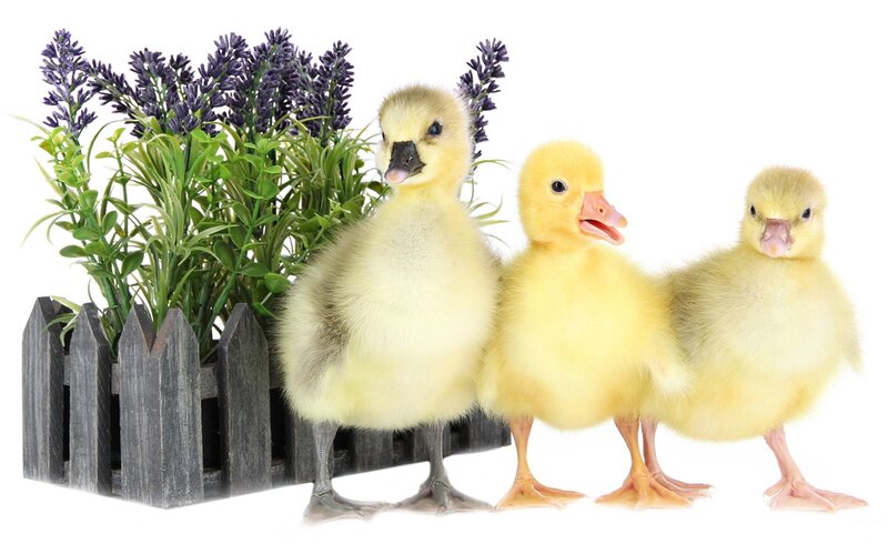 Three Yellow Ducklings — Calm