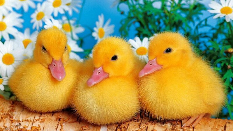 Three Yellow Ducklings — Cheerful, Spring