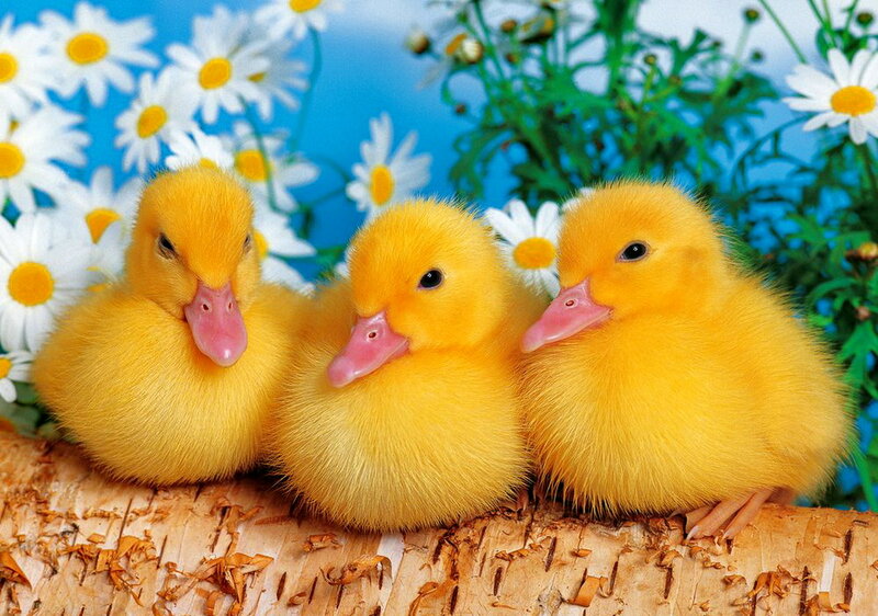 Three Yellow Ducklings — Cheerful