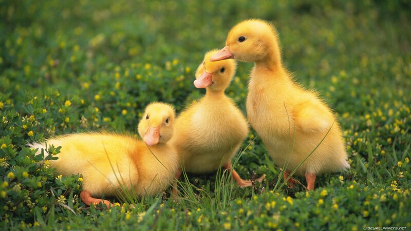 Three Yellow Ducklings — Peaceful, Spring, Photograph