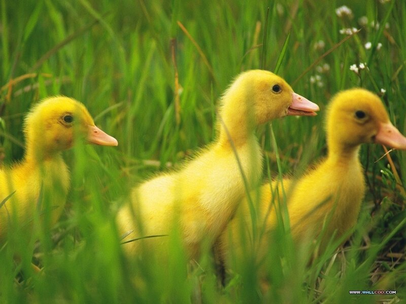 Three Yellow Ducklings — Peaceful