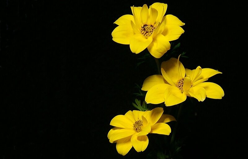 Three Yellow Flowers — Dramatic, Photograph
