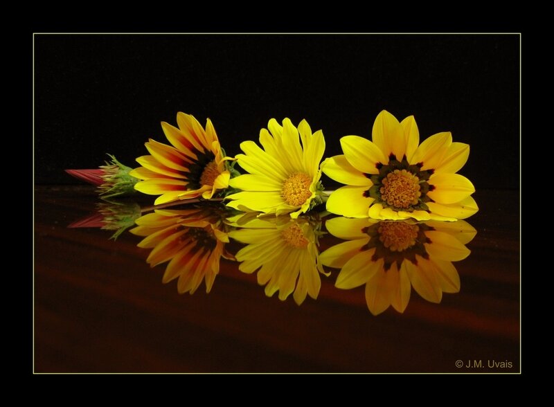 Three Yellow Flowers — Dramatic