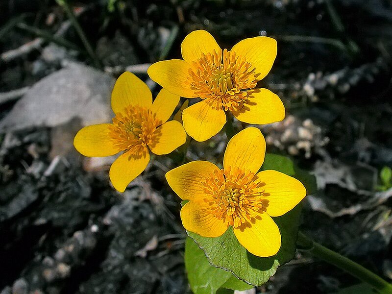 Three Yellow Flowers — Natural, Spring