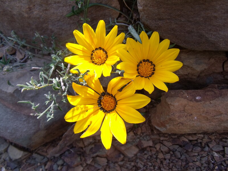 Three Yellow Flowers — Natural