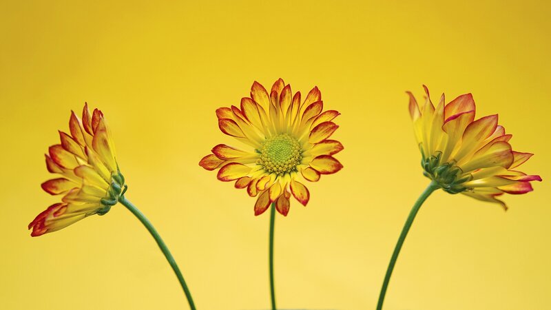 Three yellow flowers on a yellow background