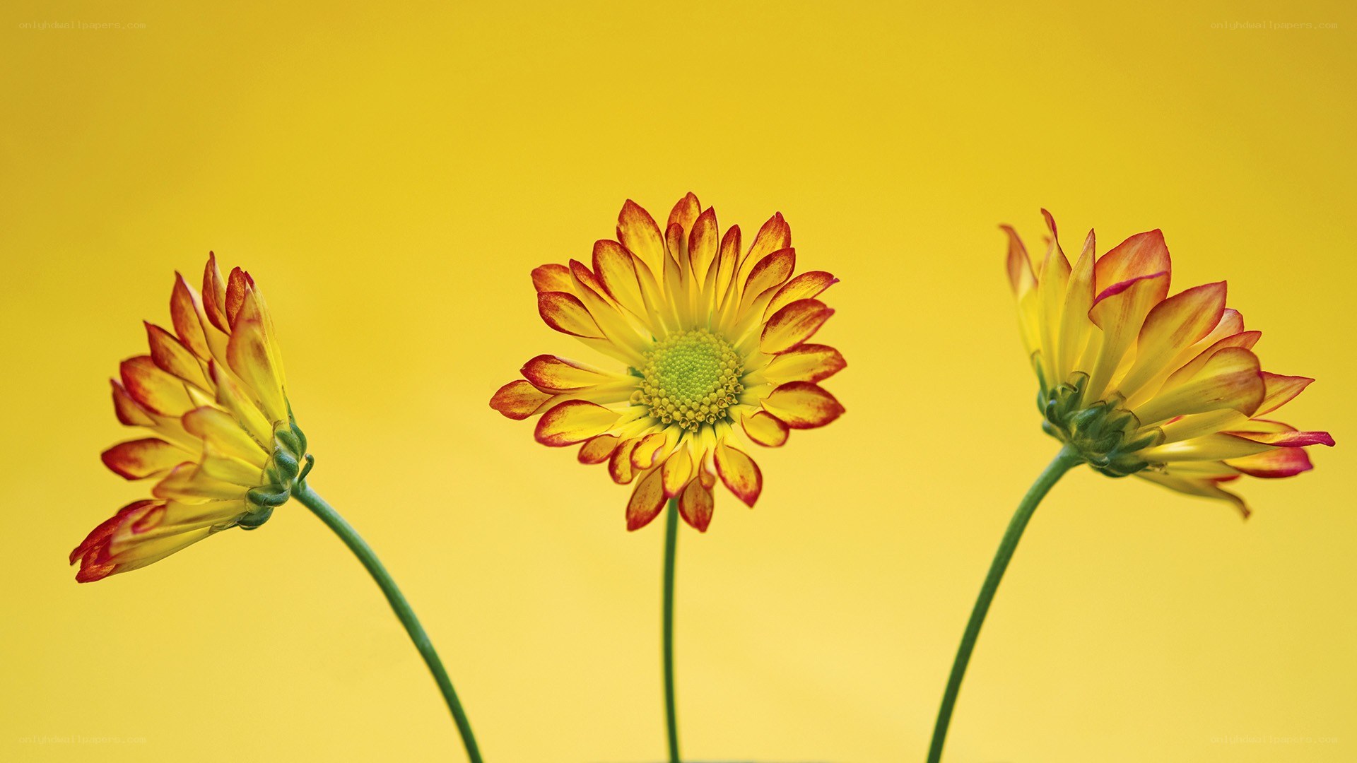 Three yellow flowers on a yellow background