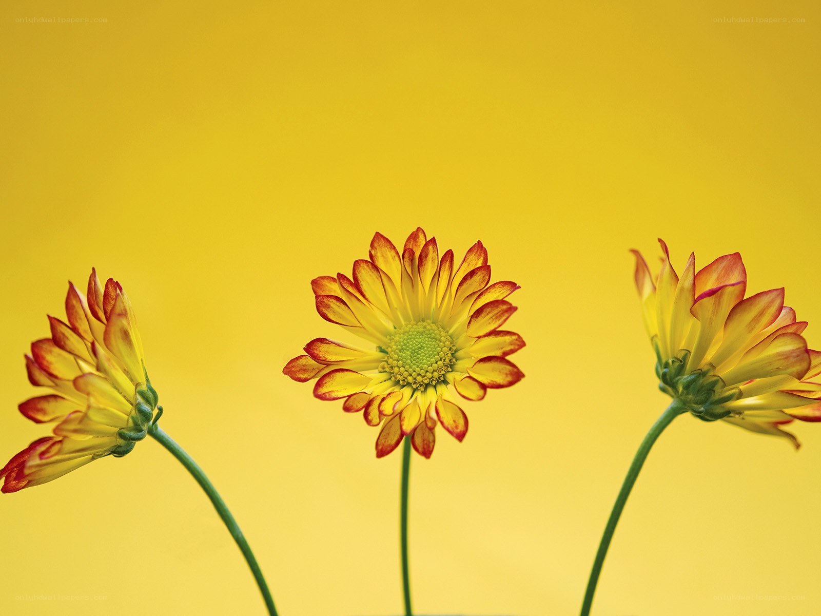 Three yellow flowers on a yellow background