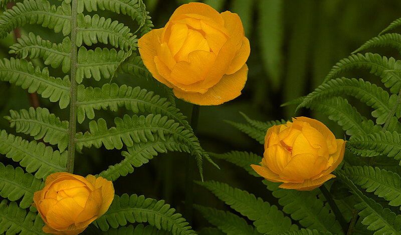 Three Yellow Flowers — Serene, Photograph
